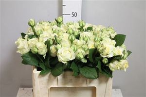 ROSE BR. WHITE ASHLEY 50